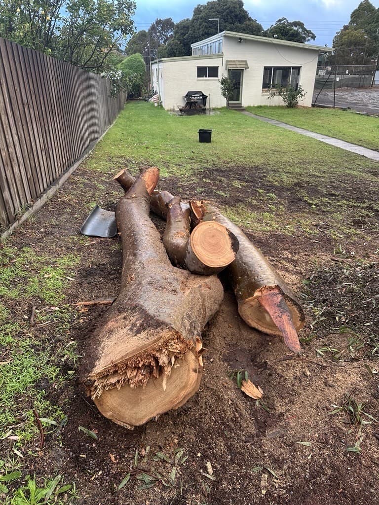 Felled angophora