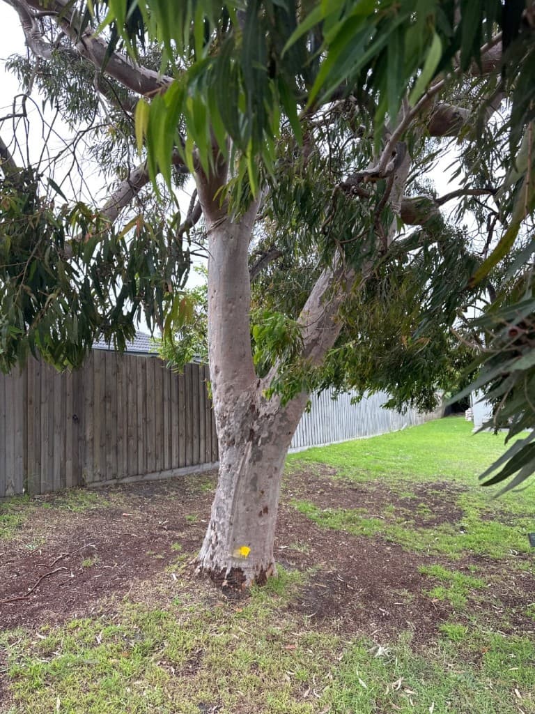 angophora in situ